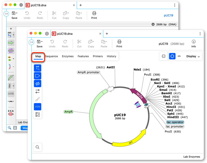 SnapGene 8.0 描述信息和拆分视图截图