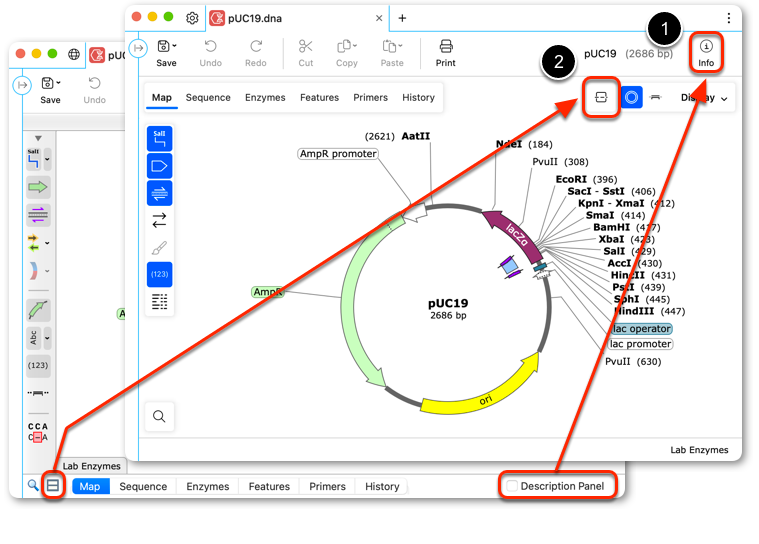SnapGene 8.0 视图控件截图